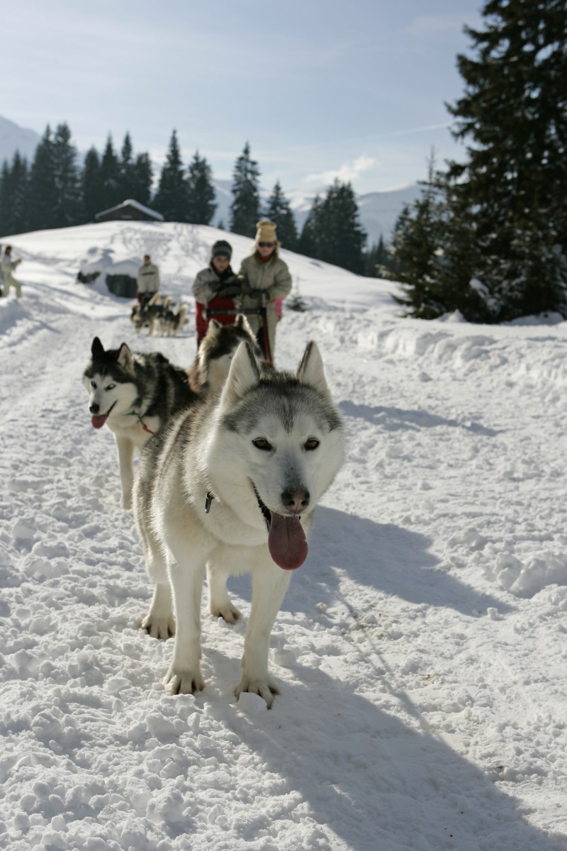 Activité chiens traîneaux