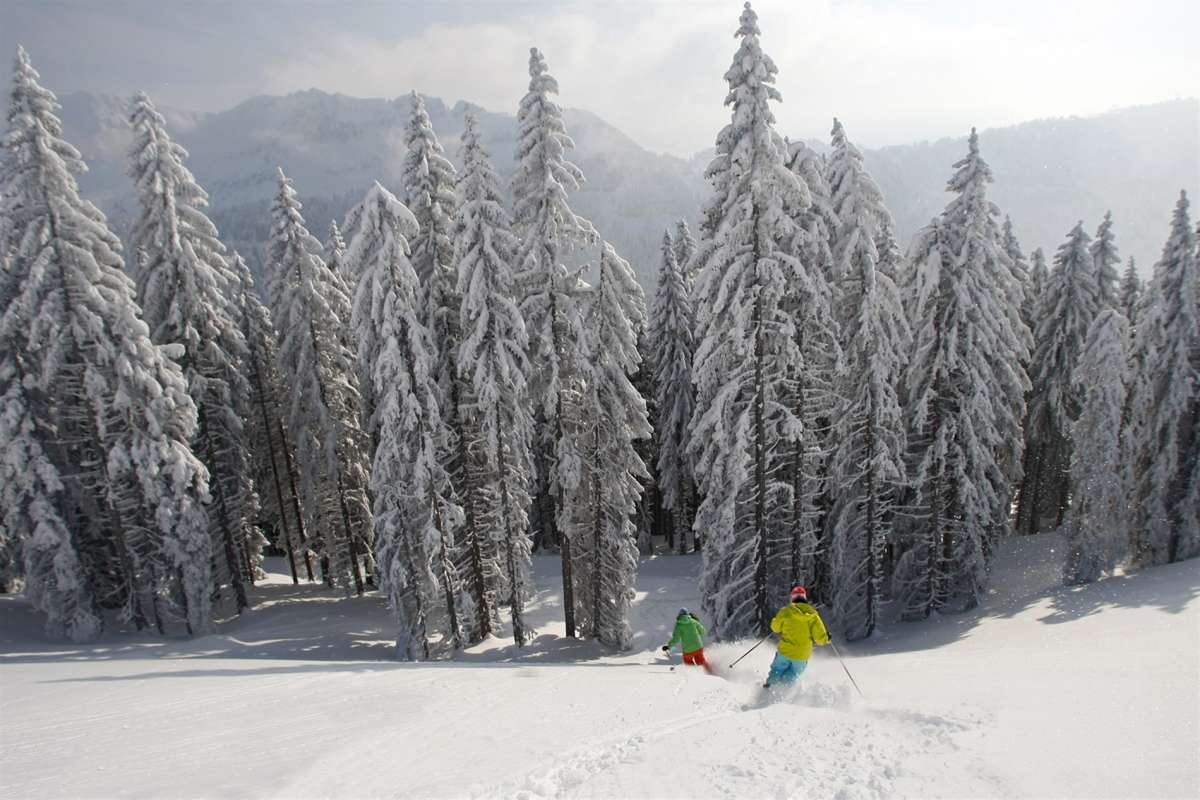 ski-hors-piste-sapins-cervos-71661