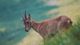 animation-nature-8265792